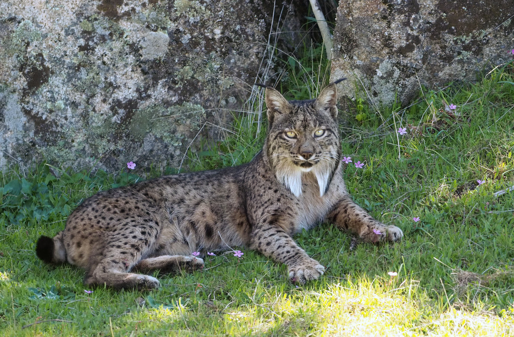 Male Iberian Lynx (Lynx pardinus), La Lancha, Parque natural de la Sierra de Andújar, España