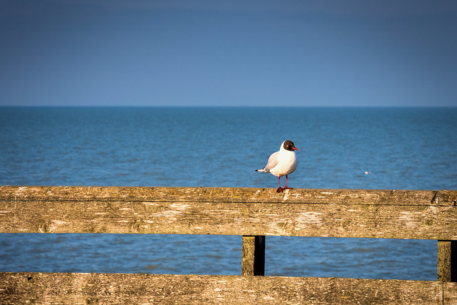 Sitting on the pier fence.