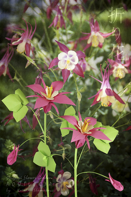Origami Flower Garden. Aquilegias