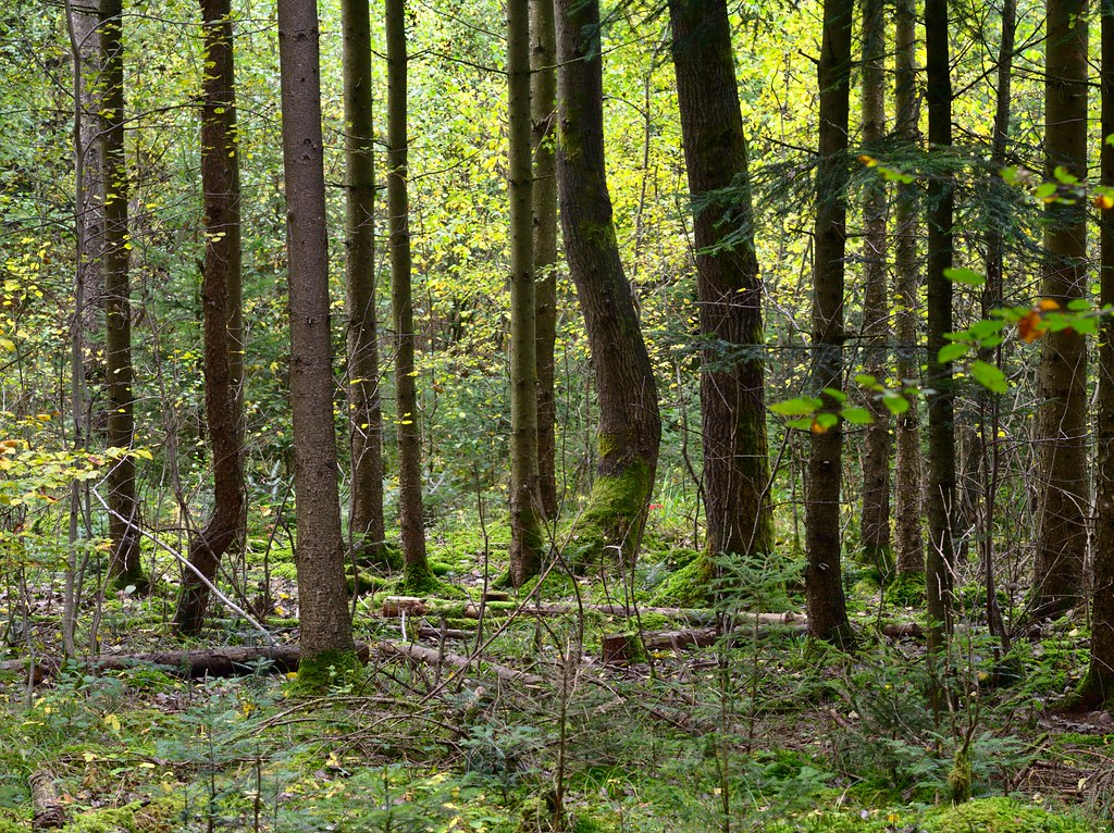 yoga tree | OLYMPUS DIGITAL CAMERA | Tobias St. | Flickr