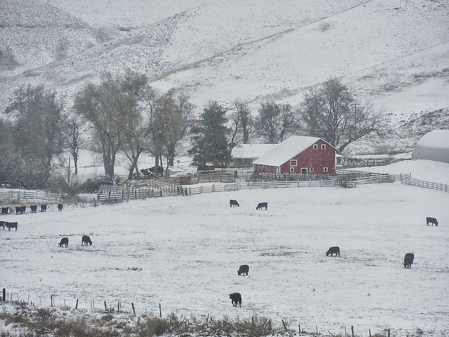 Snowy Day on a Farm--HFF!