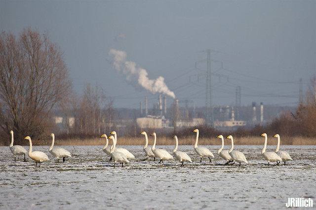 Whooper swan, Singschwan, Cygnus cygnus @ Leipzig, Winter in Germany 2017