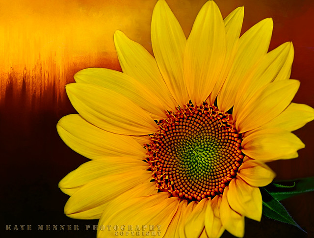 Sunflower Sunset by Kaye Menner