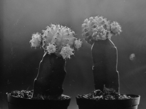 Moon Cactus pair | by Carl Topkin