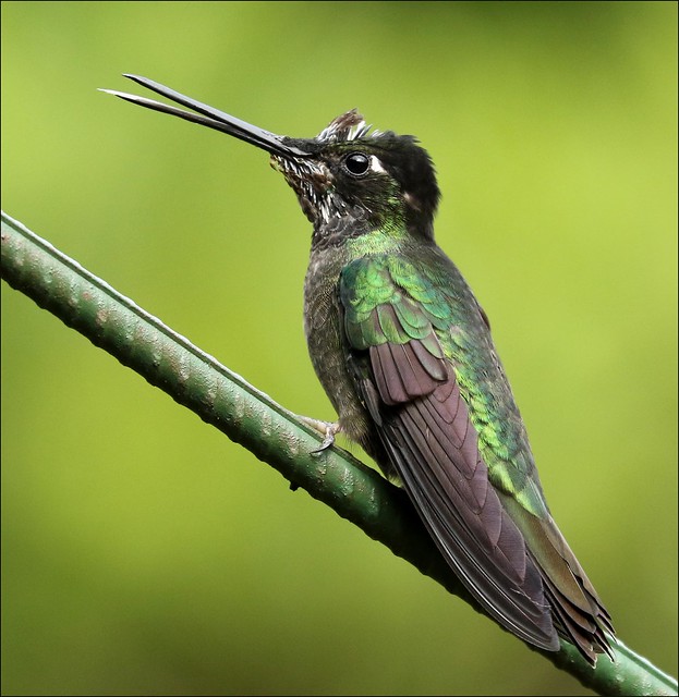 Magnificent Hummingbird - bad hair day!!