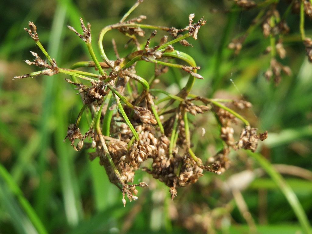 Wald-Simse Scirpus Sylvaticus Beschreibung Steckbrief Systematik – KYHSV