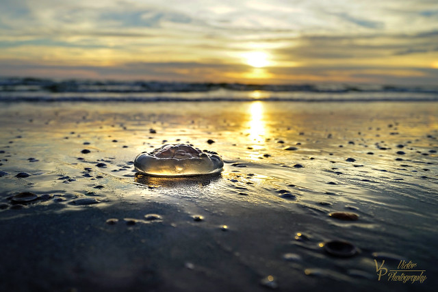 Lonely Jelly Fish