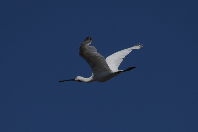 IMGP5885 Spoonbill, Titchwell, August 2015
