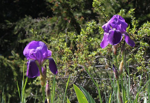 Floraison de nos iris barbus saison 2014 - Page 2 21036527019_b005b2d2c0