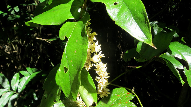 Ripogonum fawcettianum