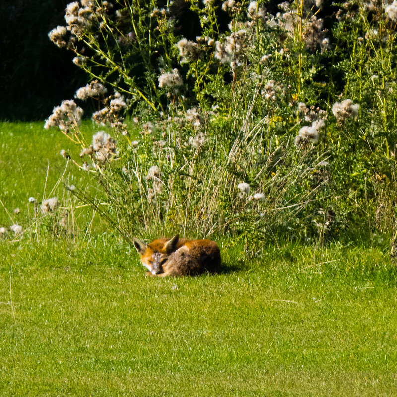 Barley field fox