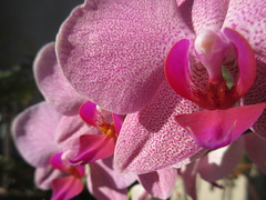 Pink Orchids on a Sunny Day