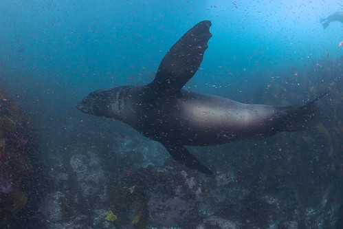 DSC_0204 19 | by FreeDive World