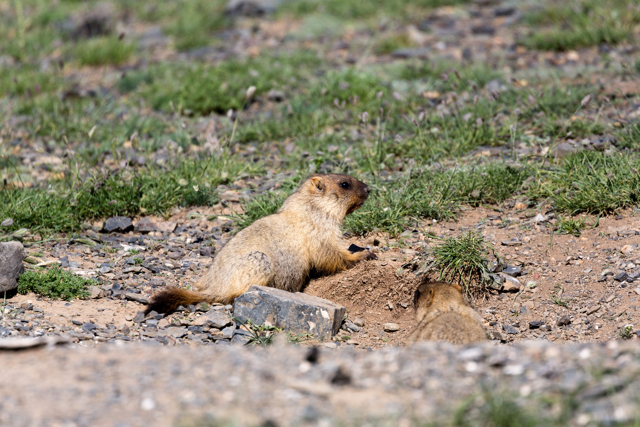 Steppe Marmot - Mongolia