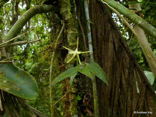 Epidendrum nocturnum group