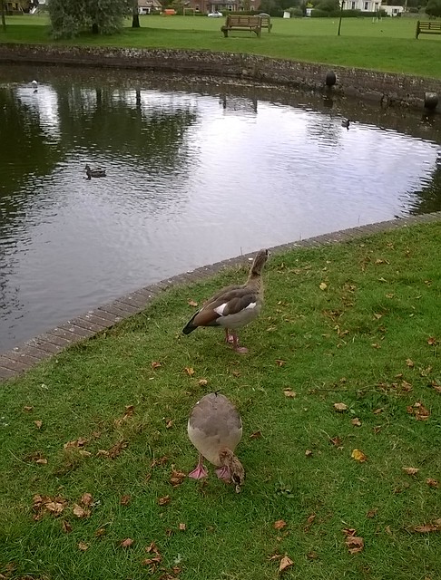 Hullo ducks! Godstone village pond inhabitants