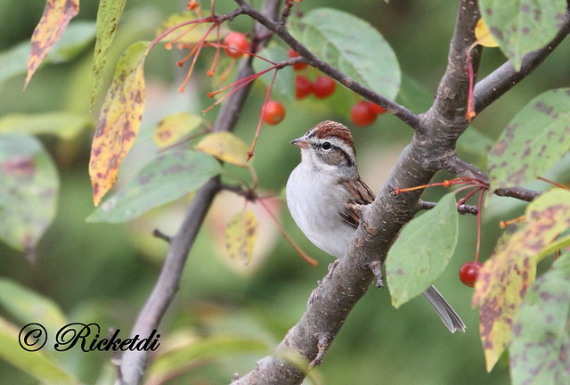 *** Bruant familier  /  Chipping Sparrow