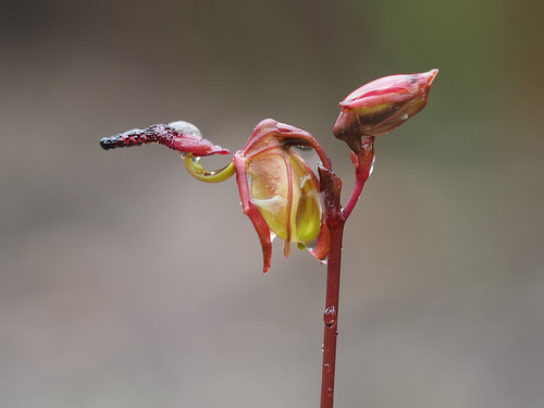 Flying Duck Orchid – Red Moon Sanctuary, Redmond, Western Australia