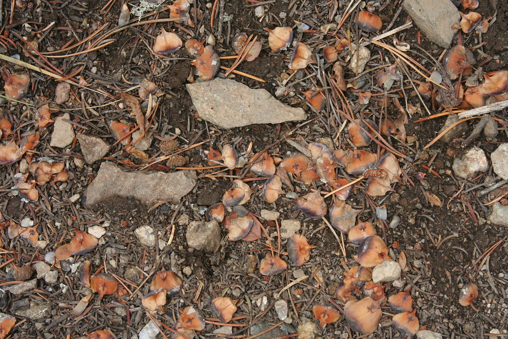 Abies lasiocarpa var. bifolia Cone Scales