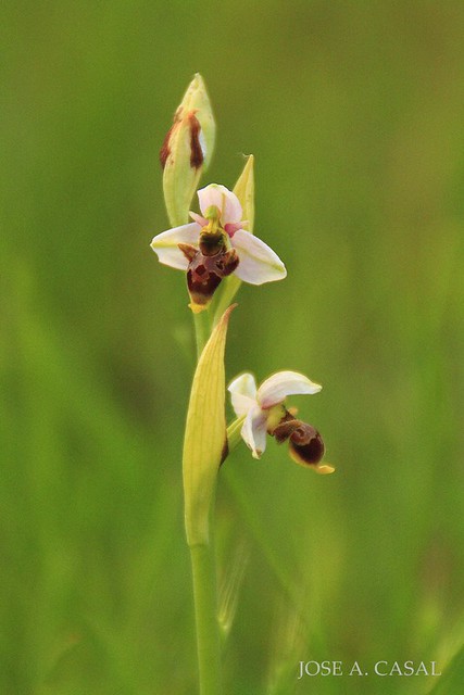 OPHRYS