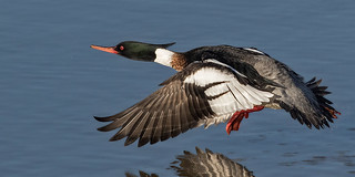 Red - breasted Merganser -Mergus surrator | by normanwest4tography