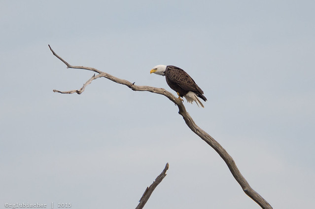Bald Eagles of Manasquan Reservoir - 9