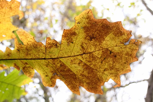 autumn sky tree fall oklahoma yellow backlight leaf bright backlit yellowleaf collinsville