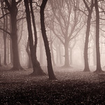 woodland fog