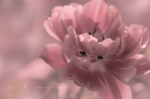 Pink | by lynnekirkpatrick