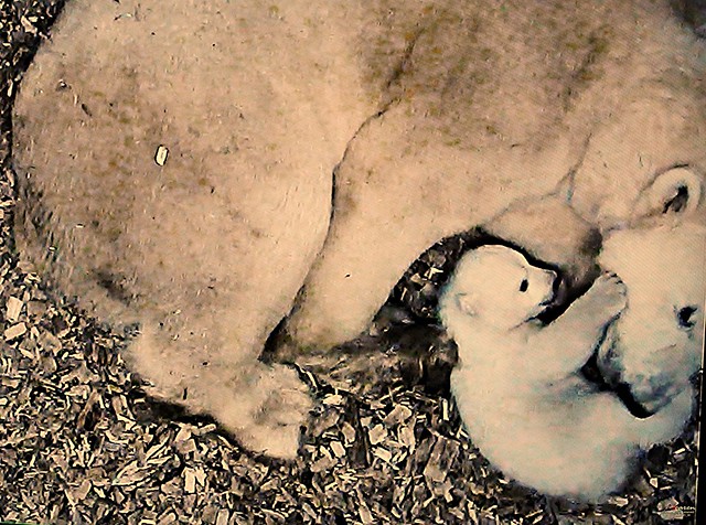 Polar Bear Giovanna and her BabyGirl II