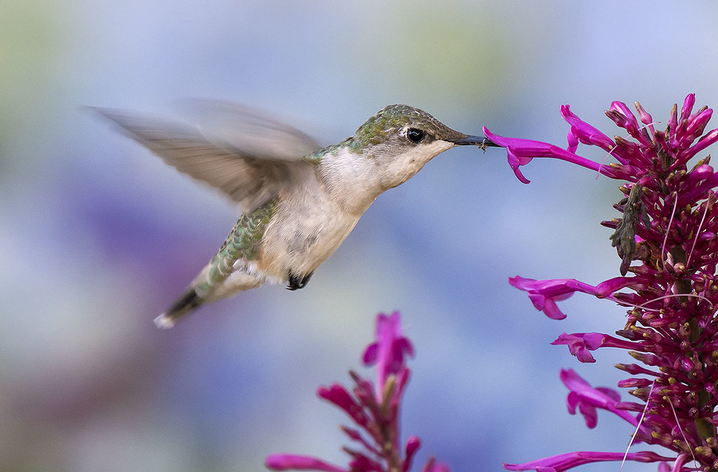 A princess in flight. Female Ruby Throated Hummingbird -Colibri Garganta Rubi - (Archilochus colubris) nectaring on Firespike Flower. Homestead, Florida.