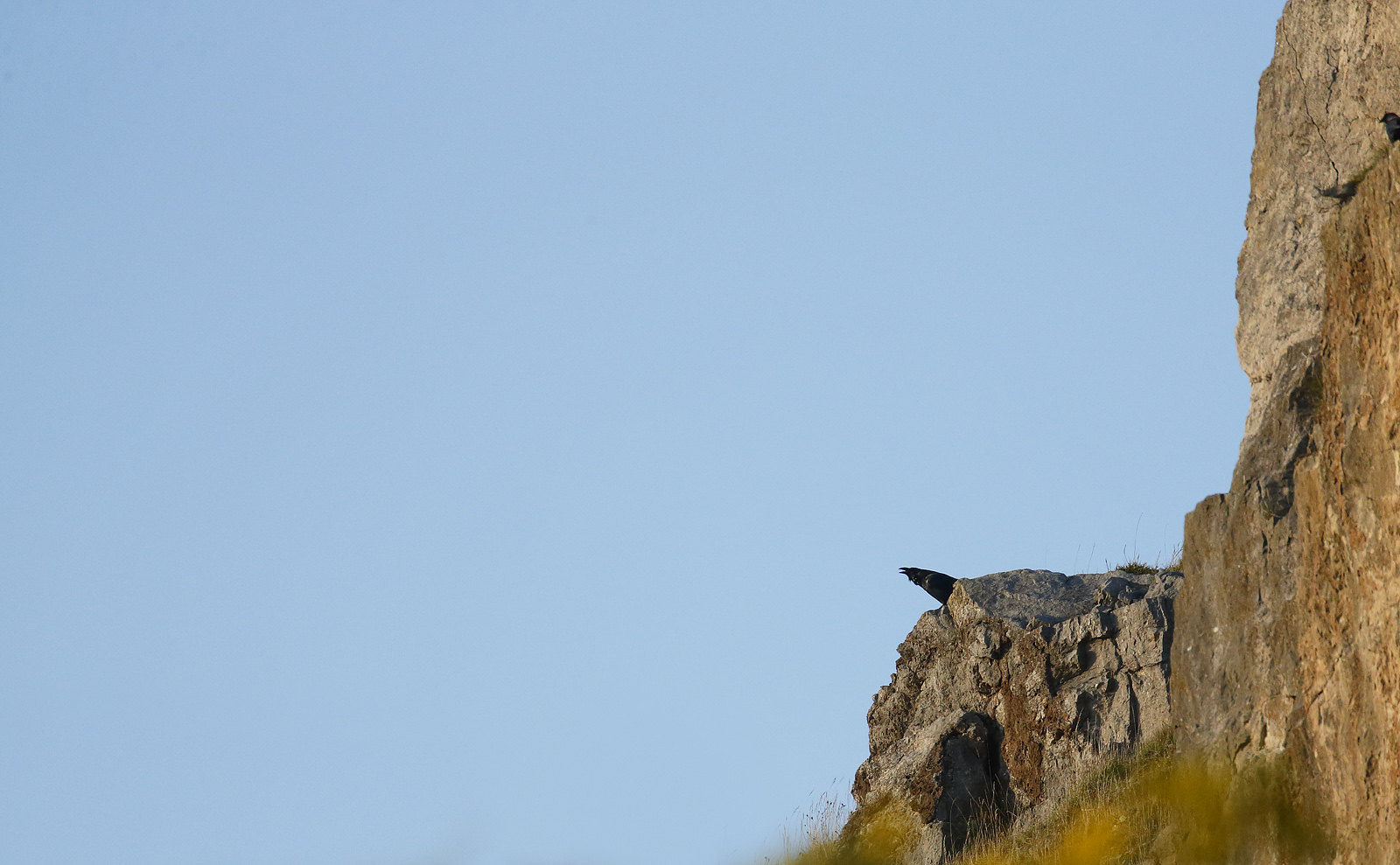 Young Raven calling on cliff