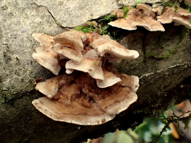2 Bracket Fungi