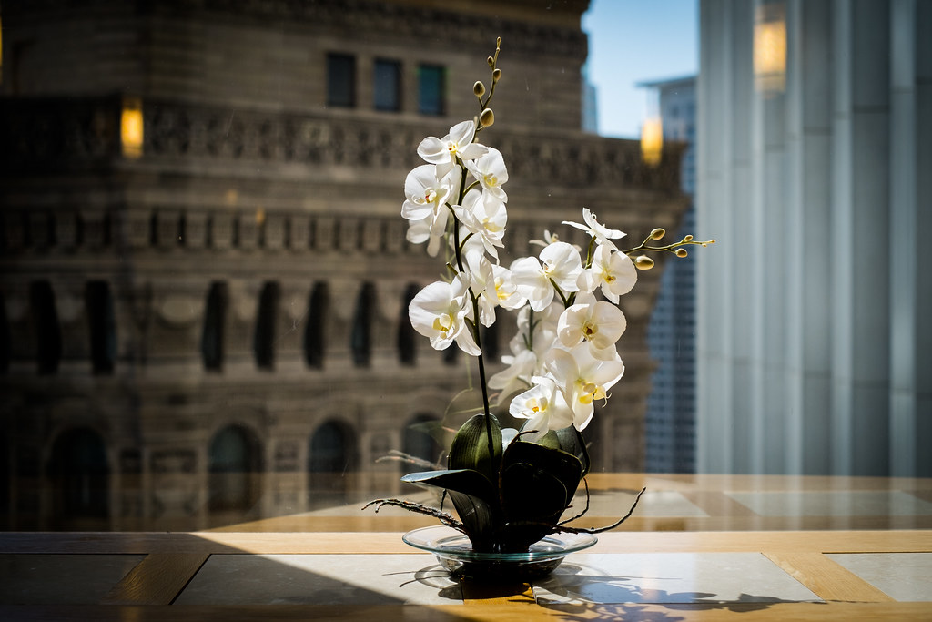 Orchid In The Window