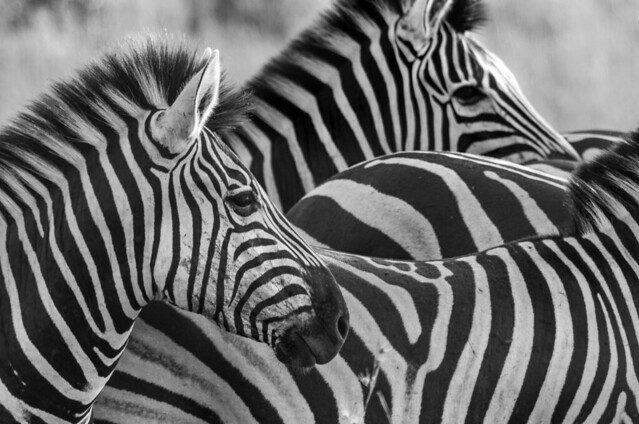 Zebra B&W (Explore)