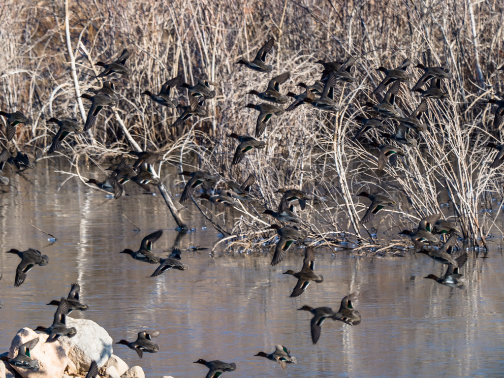 Green-winged Teal | OLYMPUS DIGITAL CAMERA | Harvey Richards | Flickr