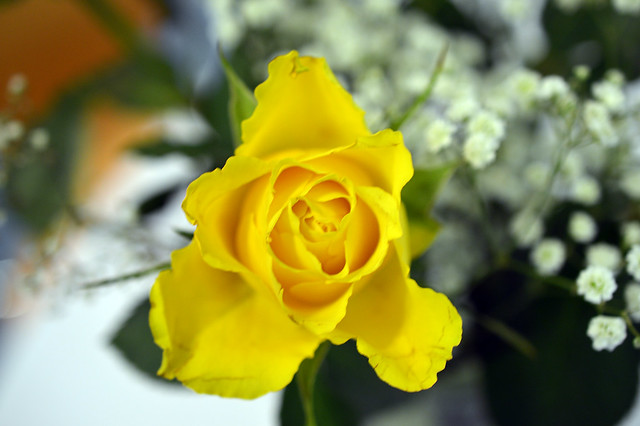 Yellow Rose  (14)