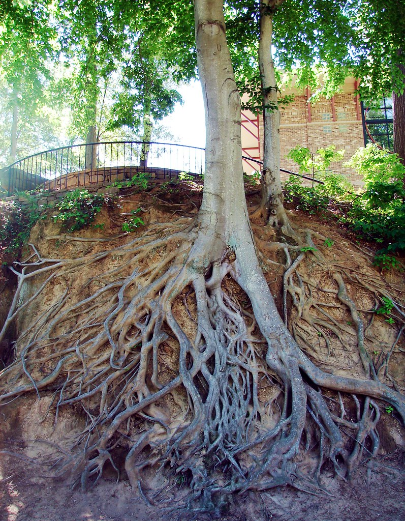 Tree Root system