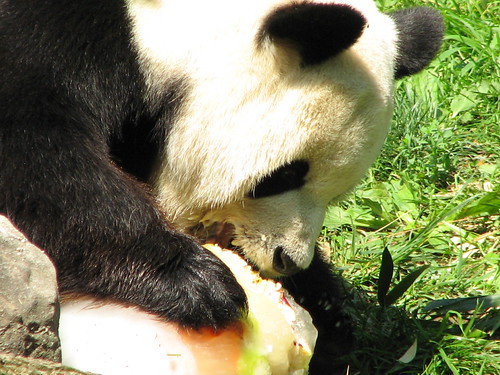 Attacking the Fruitsicle | by The Brit_2