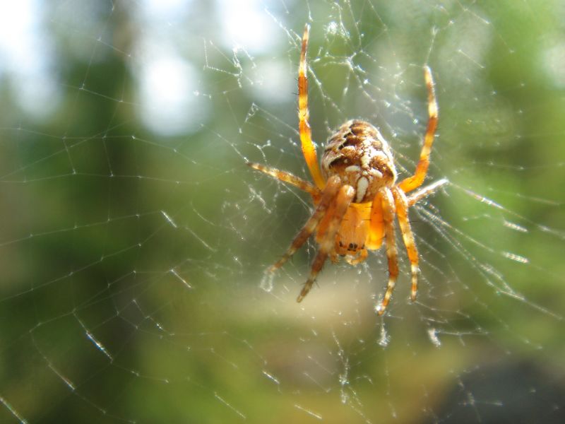 Araneus Diadematus Cross Spider Ristih m h kki A Photo On Flickriver araneus-diadematus-cross-spider-ristih-m-h-kki-a-photo-on-flickriver