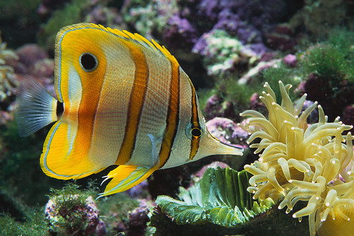 Yellow Fish | A beautiful Yellow Ocean Fish. I didnt take th… | Colbie ...