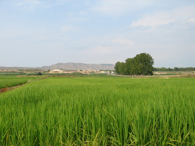 Rice in Calasparra