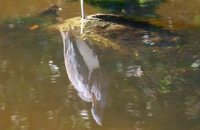 Waterfowl reflection