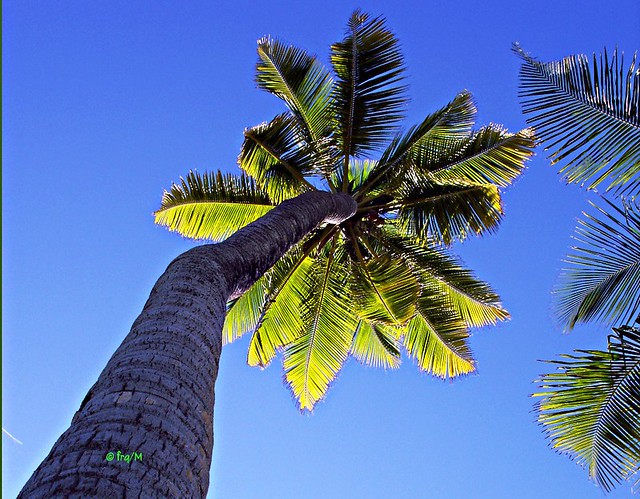 Coconut Palm The Naitonal Tree of The Maldives!