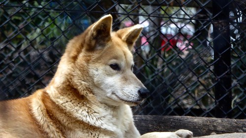 travel dog animal australian tourist queenspark dingo ipswich wilddog feraldog ipswichqueensland