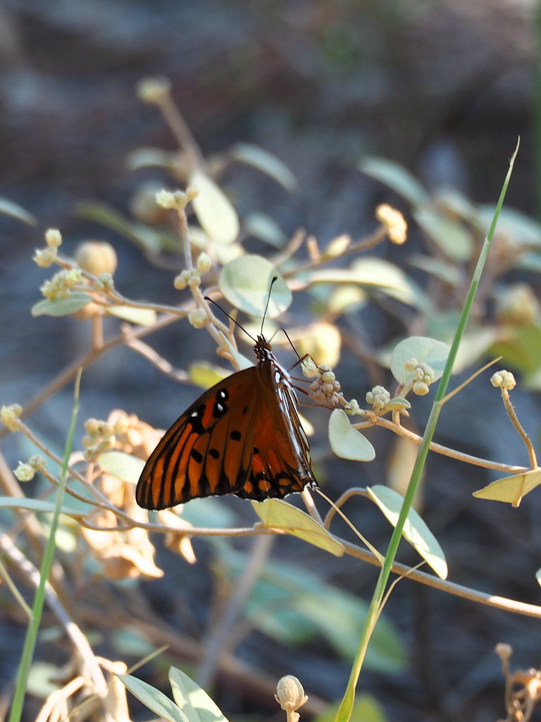 Fritillary | OLYMPUS DIGITAL CAMERA | carlinsc | Flickr