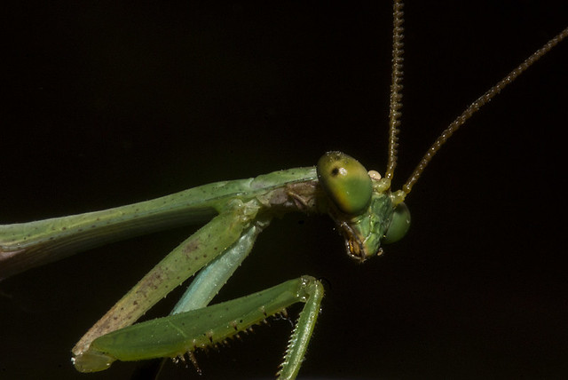 Parastagmatoptera sp (Mantidae)