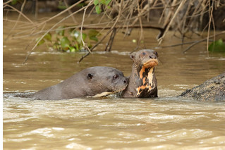 Pteronura brasiliensis - Giant Otter | by Roger Wasley