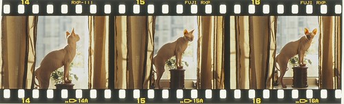 modeling the cat | by Dr Alxx