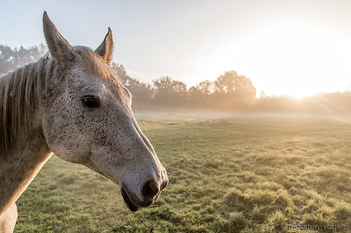 winter horses horse mist fall nature sunshine misty fog sunrise wildlife herfst